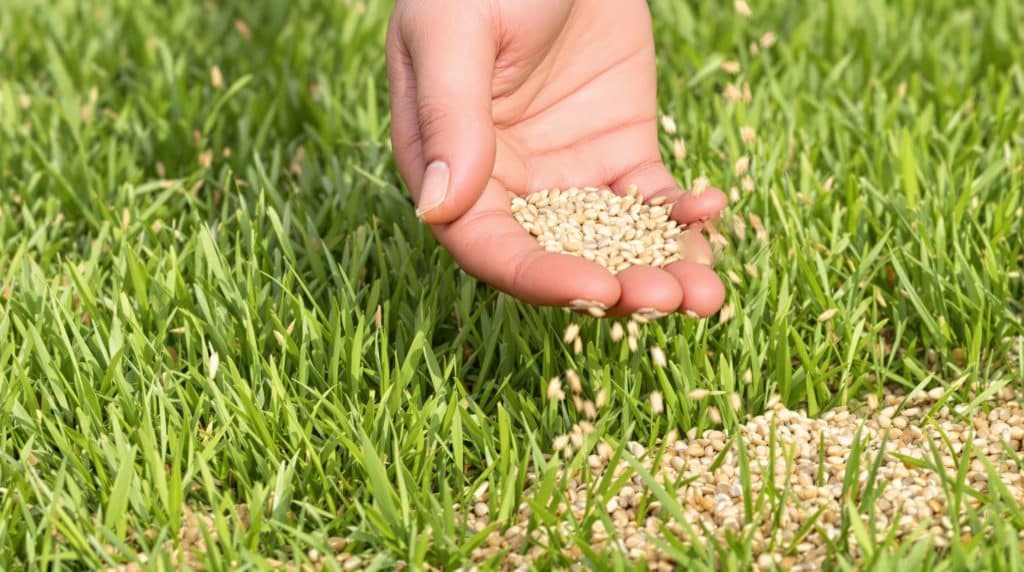 Hand spreading grass seed over an established lawn in Scottsdale, Arizona during fall overseeding to promote a fuller and greener winter lawn.