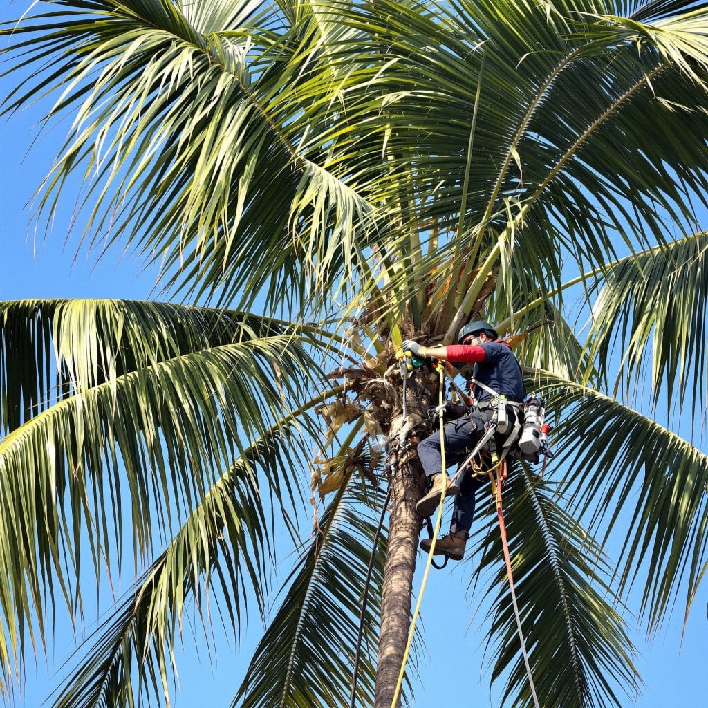 Arborist using climbing gear and safety ropes to trim tall palm fronds in Scottsdale, Arizona. Set against a bright blue sky, showcasing expert tree care in desert climates.